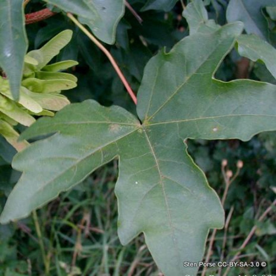 Acer campestre (Field maple)