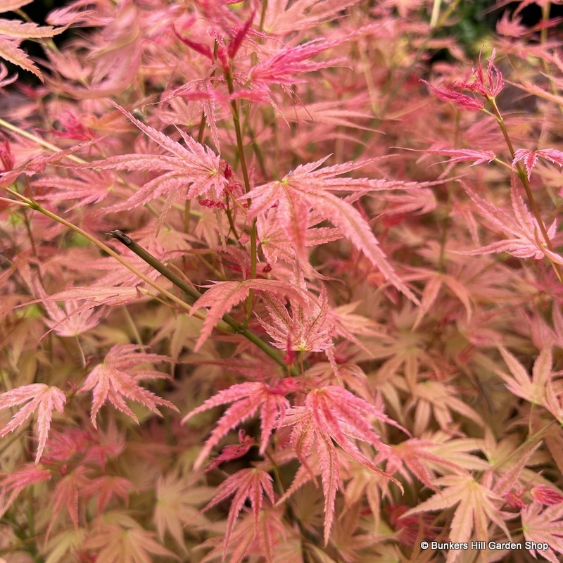 Acers