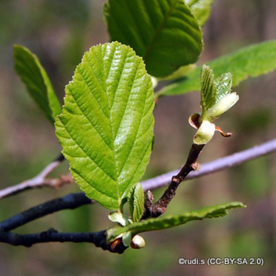 Alnus (Alder)