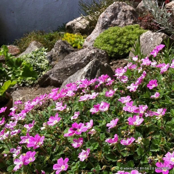 Alpine & Rockery Plants