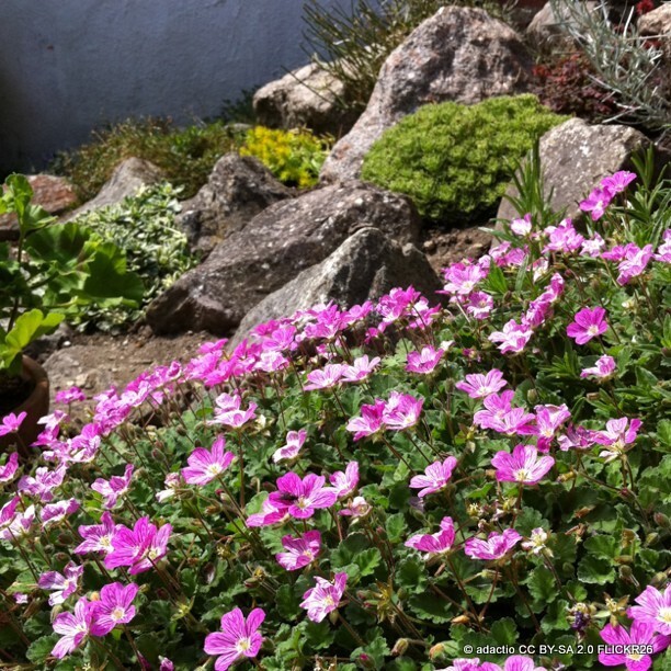 Alpine & Rockery Plants