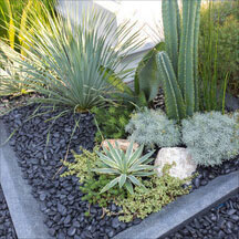 Alpine & Rockery Plants