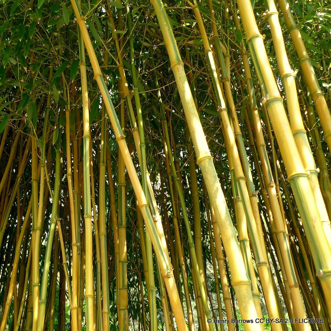 Bamboos