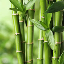 Bamboos