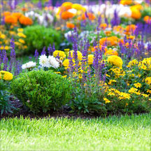 Bedding Plants