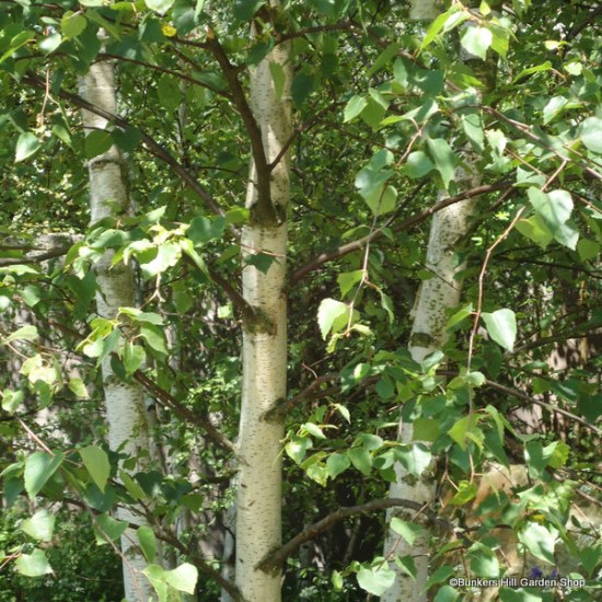 Betula pendula (Birch)