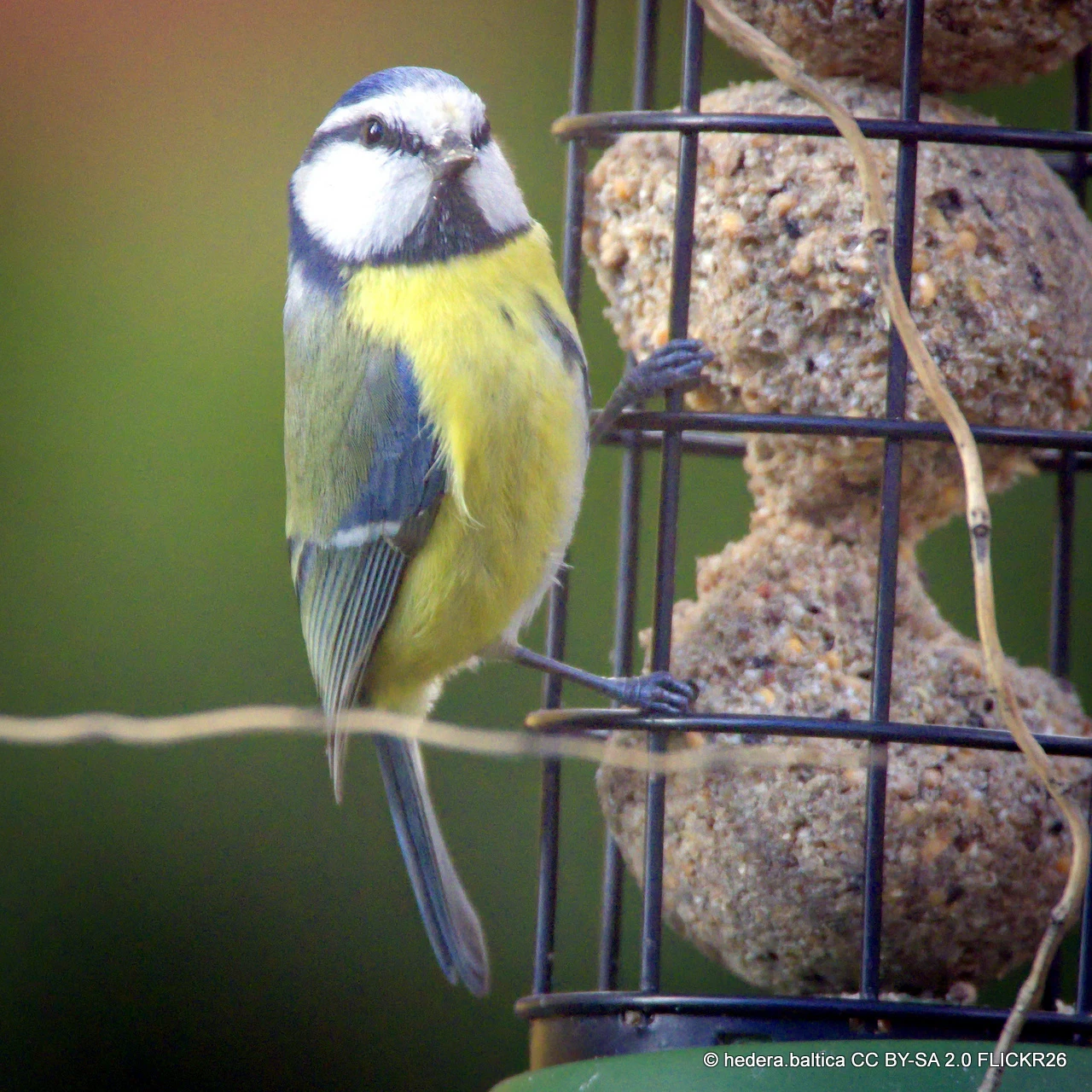 Bird Seed & Pet Supplies