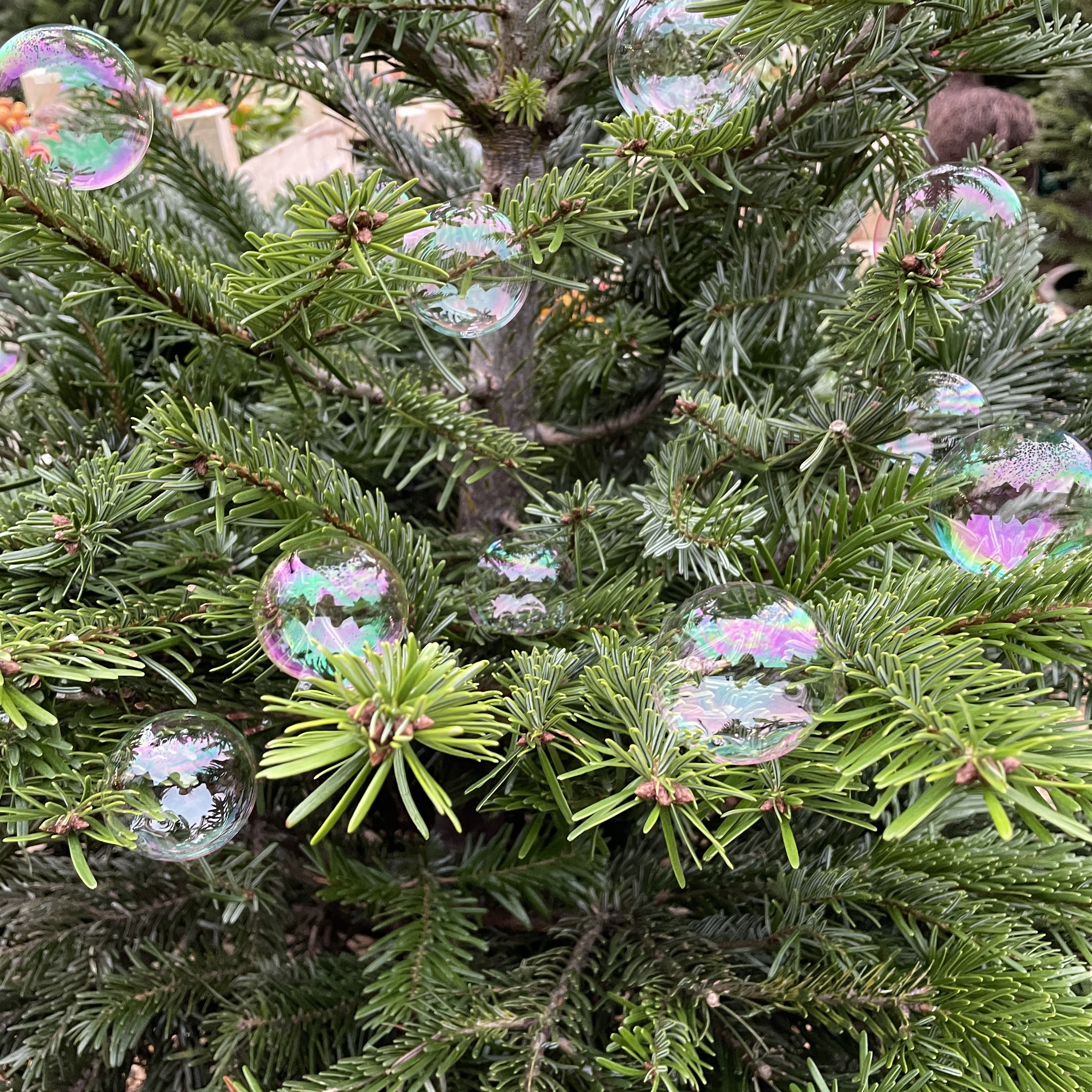 Christmas Trees Hints & Tips