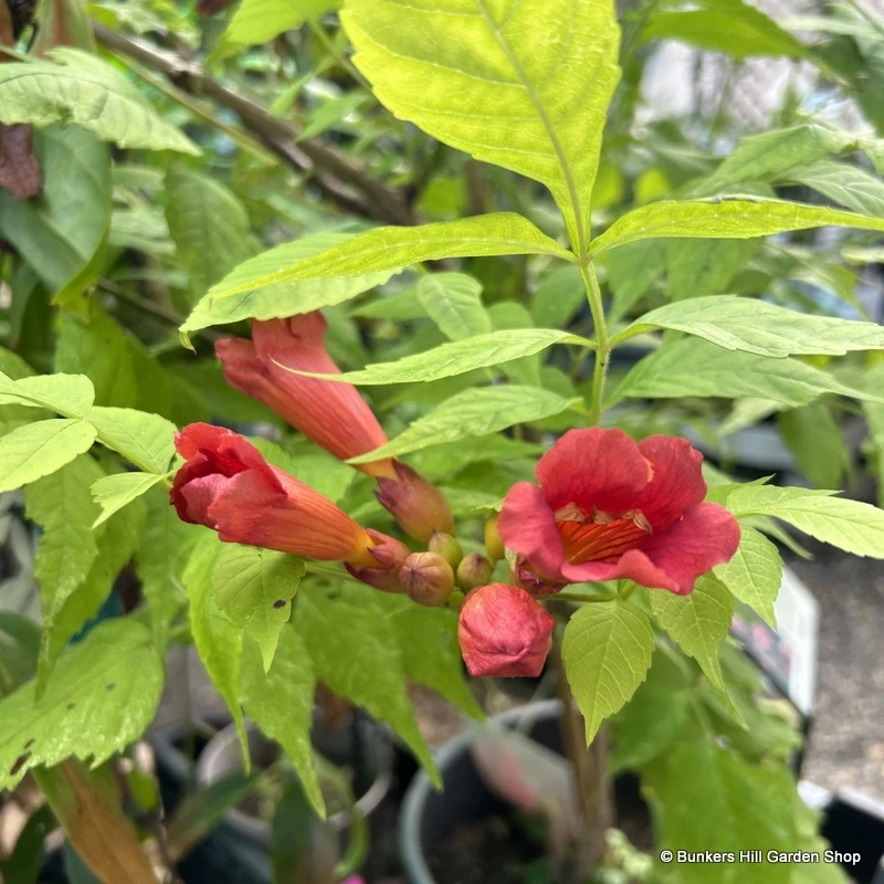 Rare Plants