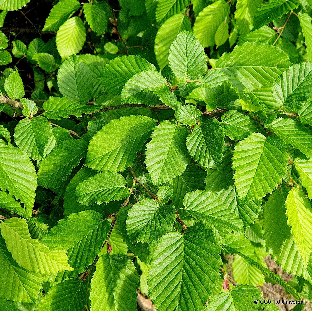 Hedging