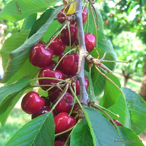 Potted Fruit Trees