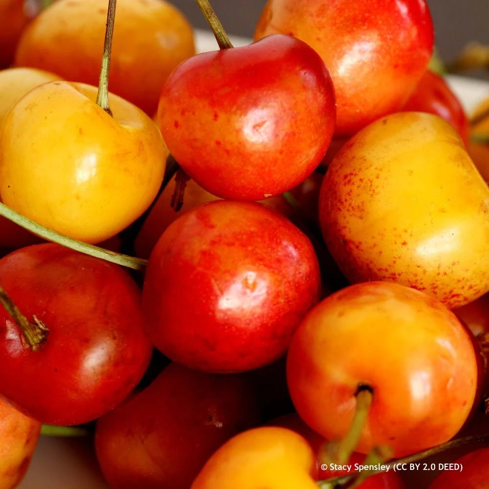 Fruit Trees