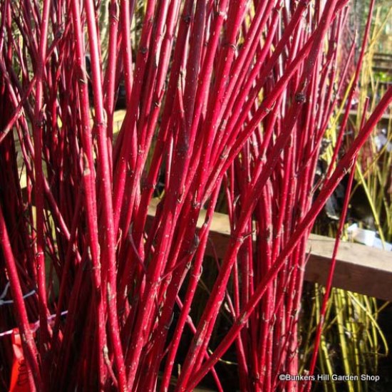 Cornus (Dogwood)