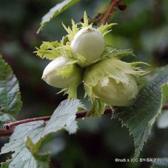 Corylus avellana (Hazel)