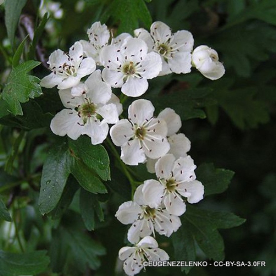 Crataegus mono. (Hawthorn)