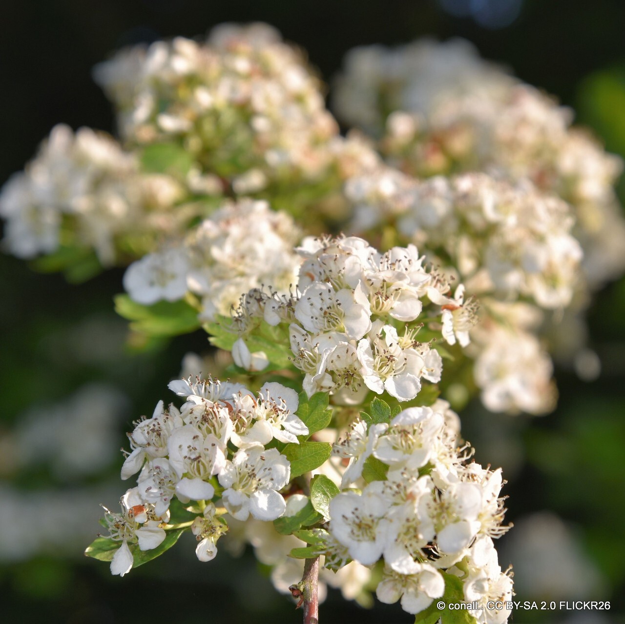 Hedging Bundles