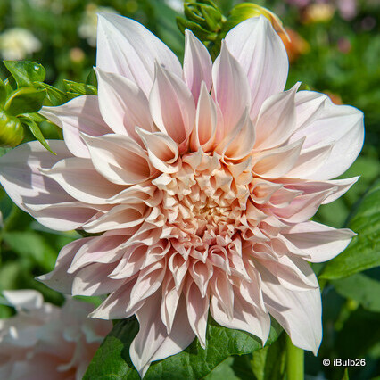 Dahlia tubers