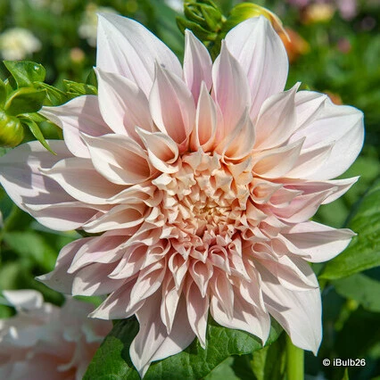 Dahlia tubers