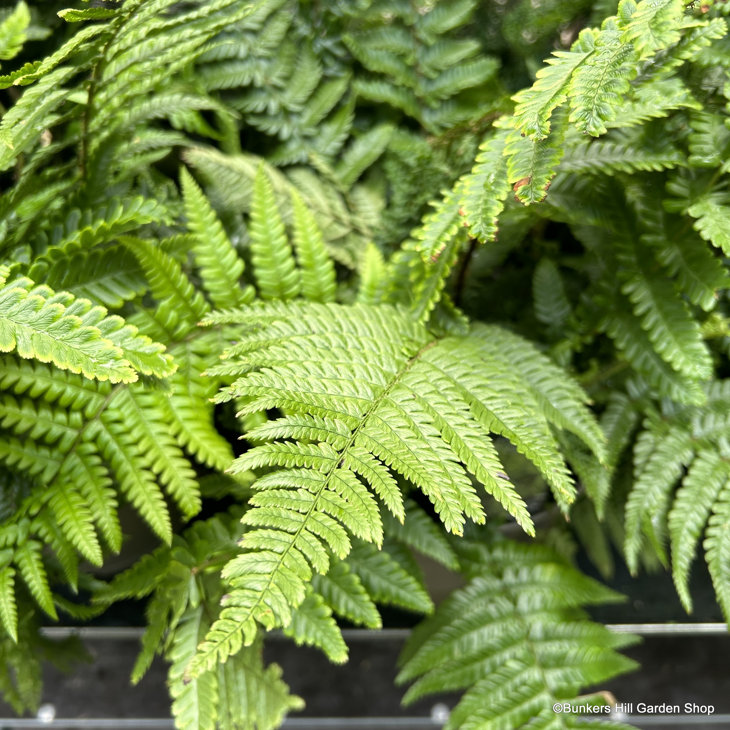 Ferns
