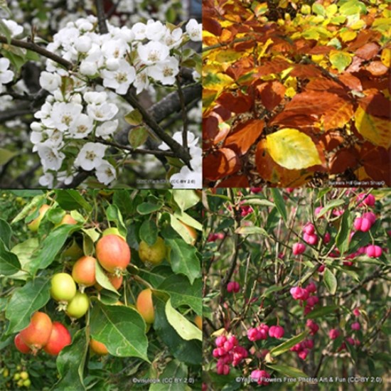 Bareroot & rootball hedging