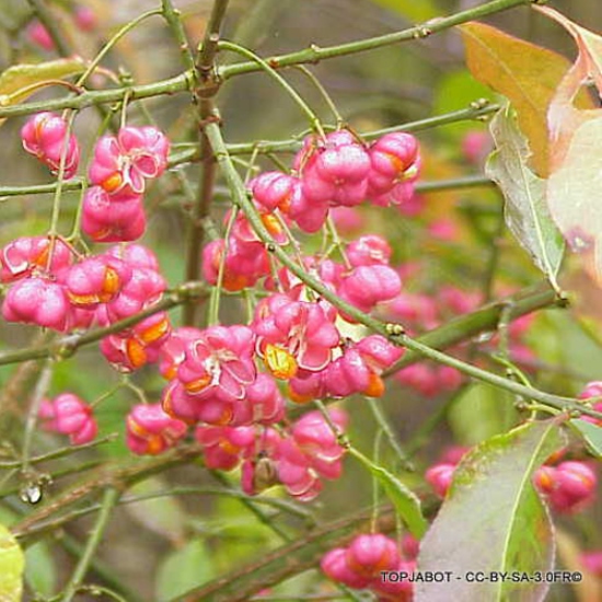 Euonymus europeus (Spindle)