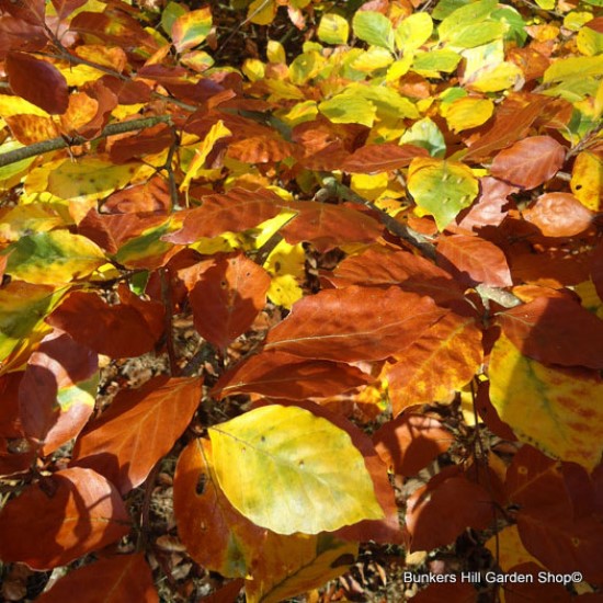 Bareroot Hedging