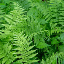 Ferns