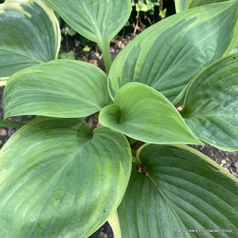 Shade Loving Plants