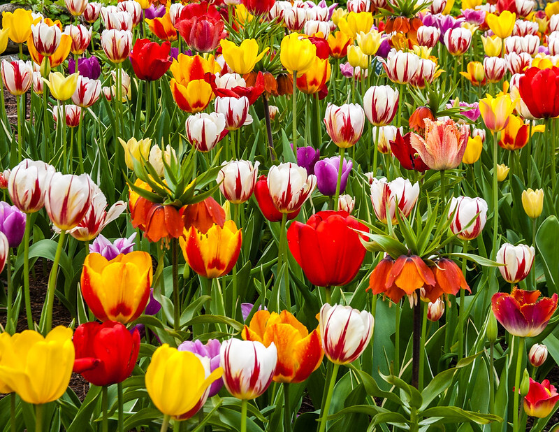 Bulbs