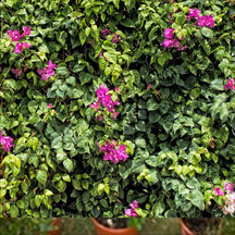 Instant Climbers & Wall Shrubs