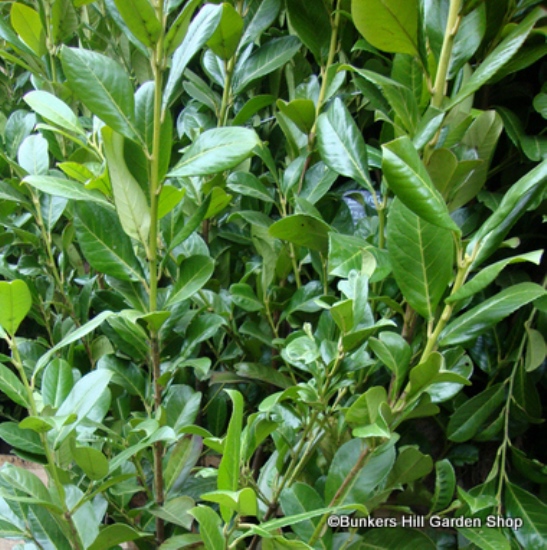 Prunus (Cherry laurel)