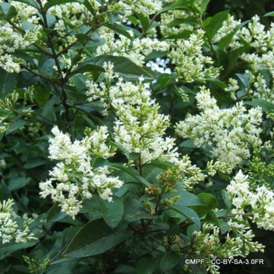 Ligustrum (Privet)