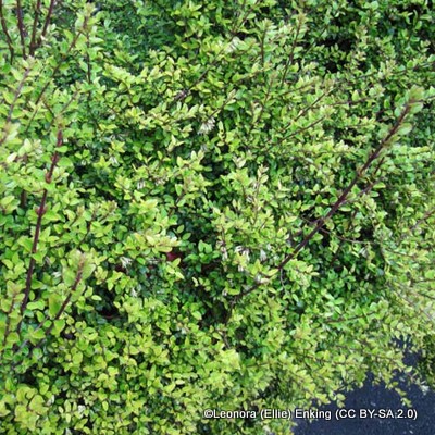 Lonicera nitida (Box honeysuckle)