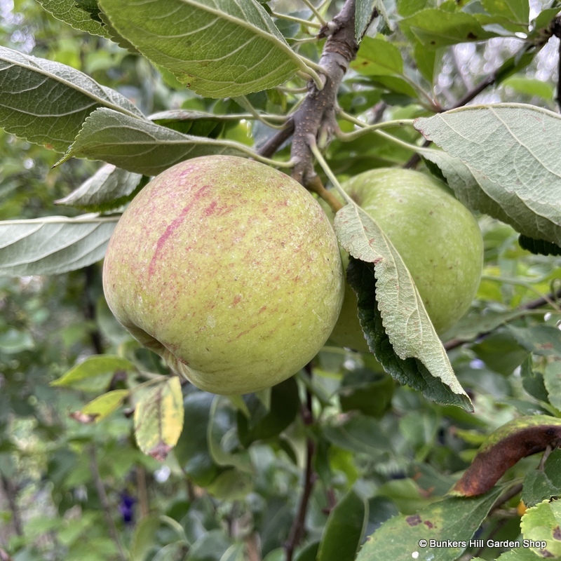 Bareroot Fruit Trees
