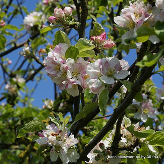 Malus sylvestris (Crabapple)