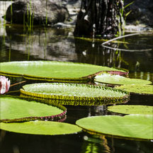 Marginal & Aquatic Plants