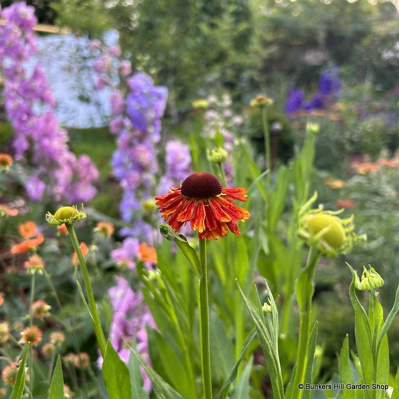 Perennials