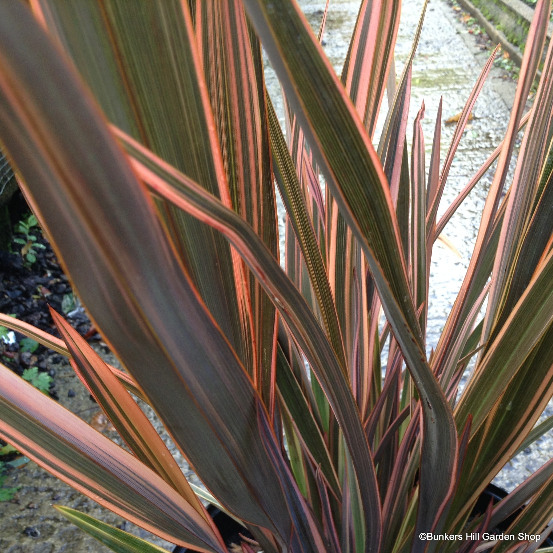 Phormiums Cordylines & Yuccas