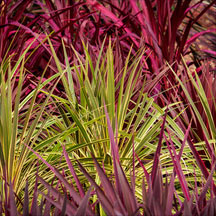 Phormiums Cordylines & Yuccas