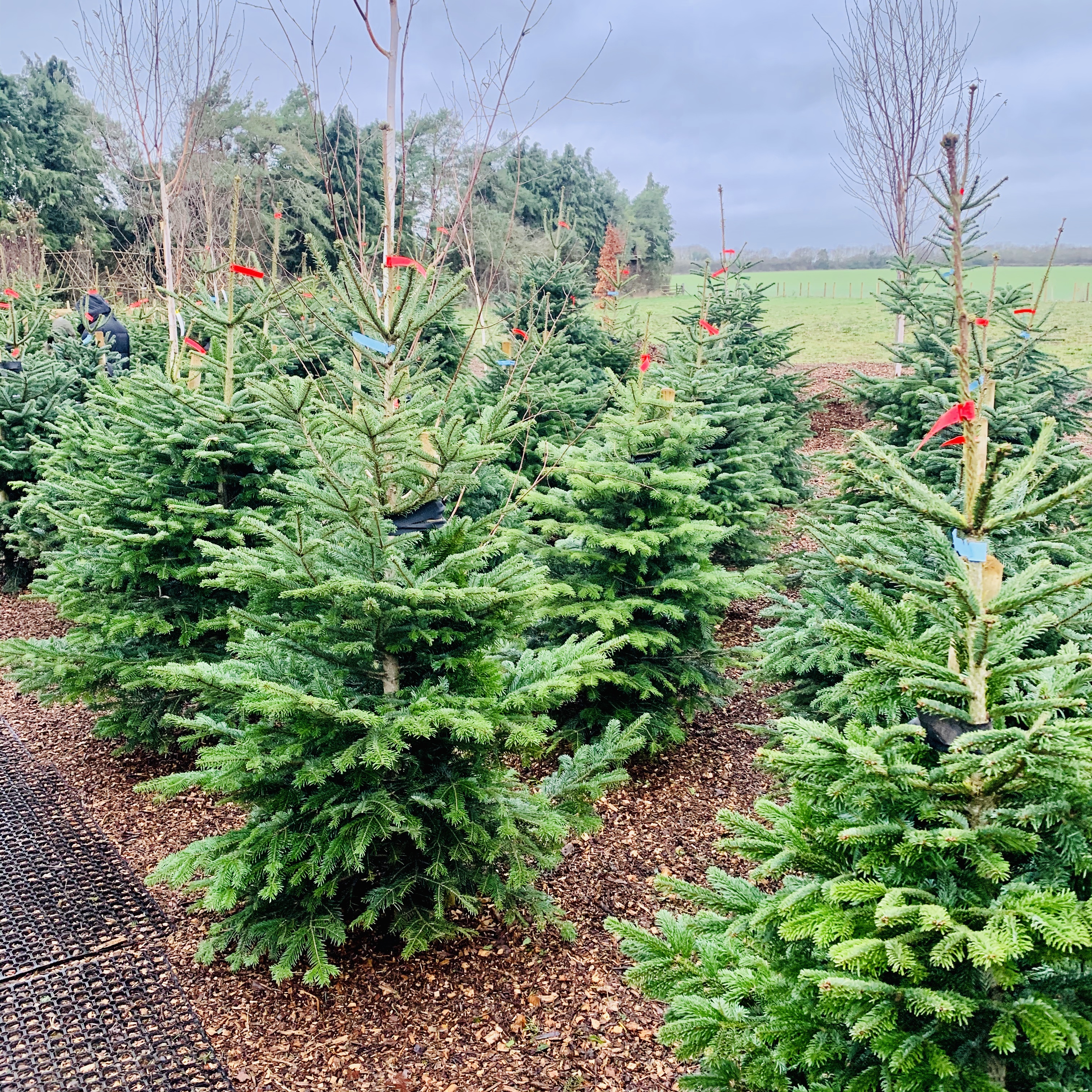 Cut Christmas Trees