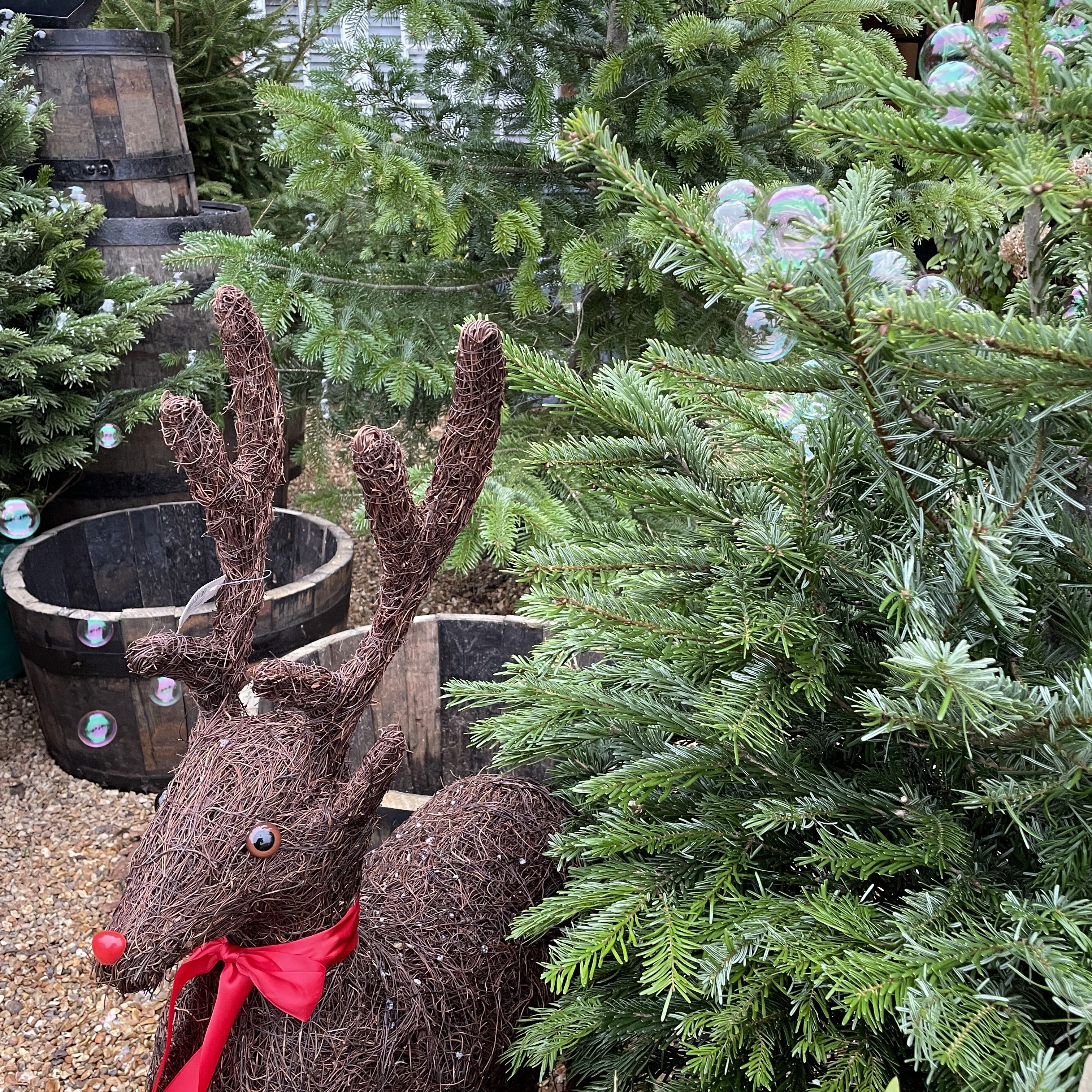 Pot-grown Christmas Trees