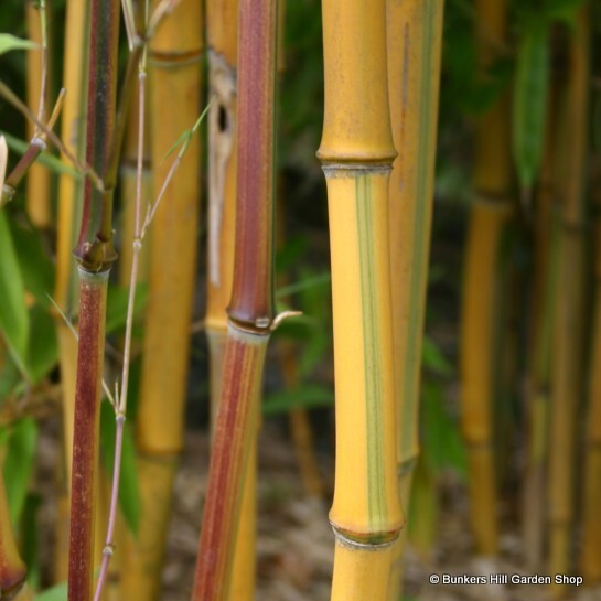 Bamboos
