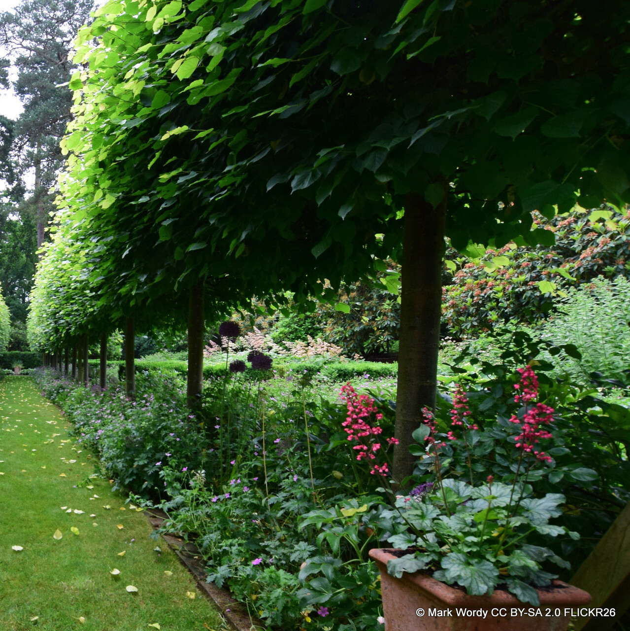 Pleached Trees
