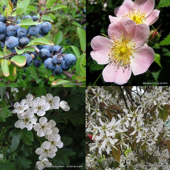 POTTED HEDGING (APRIL-OCT)