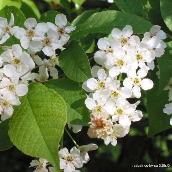 Prunus (Cherry)