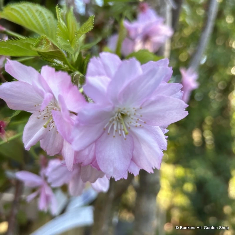 Ornamental Trees