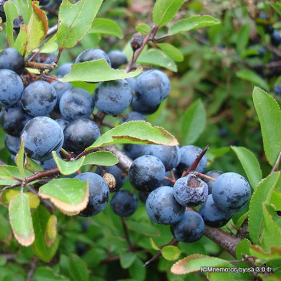 Prunus spinosa (Blackthorn, Sloe)