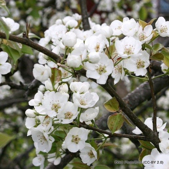 Pyrus communis (Wild pear)