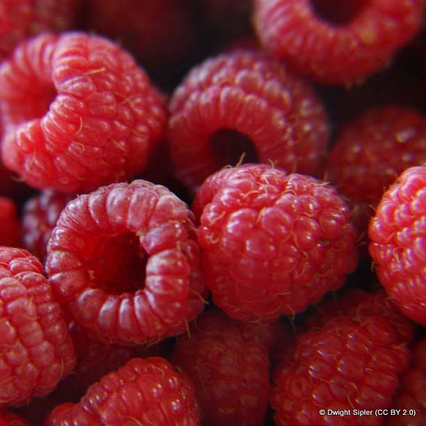 Autumn fruiting raspberries
