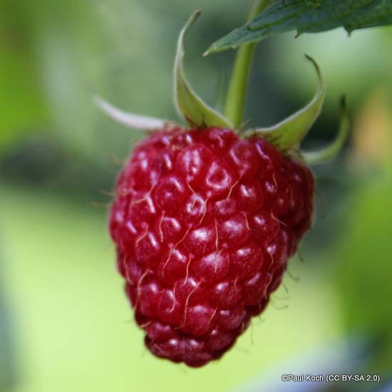 Summer fruiting raspberries
